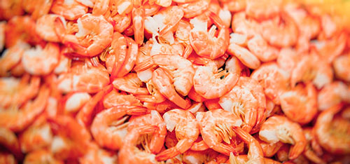 Florida Pink Shrimp